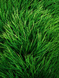 herbes