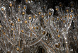 field of icy plants