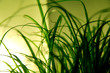 gruene pflanze im gegenlicht gruene pflanze im gegenlicht