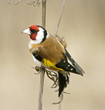Goldfinch. Russia, Voronezh area. Goldfinch. Russia, Voronezh area.