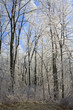 forest after an ice storm