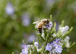 Bee gathering pollen
