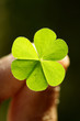 Clover leaf