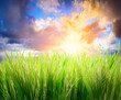 green grass and storm sky