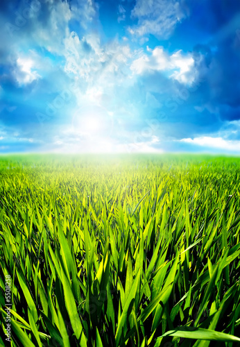 Photo: green grass and storm sky green grass and storm sky