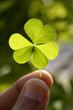 Clover leaf