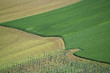 A young vineyard in Central Italy