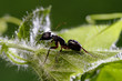 Ant on a leaf