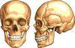 Human Skull