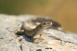 lizard