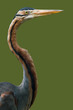 purple heron close up