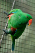 eclectus green parrot