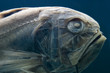 fish fossil close up