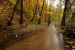 Creek in the forest in Autumn