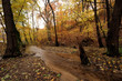 Creek in the forest in Autumn