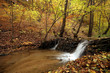 Creek in the forest in Autumn