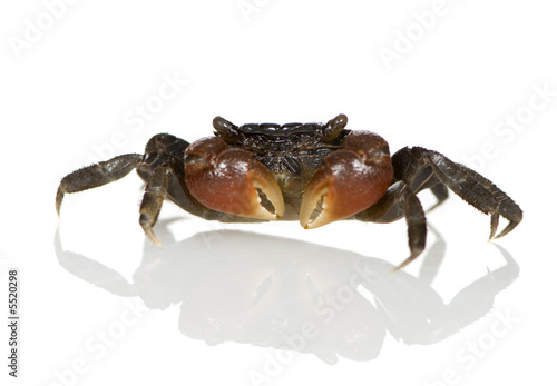 red-clawed crab - Perisesarma bidens