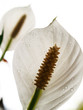 white flowers with drops of water on a white background white flowers with drops of water on a white background
