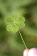 Holding a clover leaf