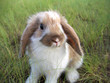 rabbit decorative