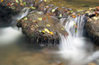 Forest stream