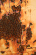 Old rusty wall