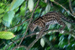 Margay in a Cacao Tree, Panama Margay in a Cacao Tree, Panama