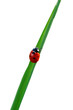 Ladybird on a tree leaf