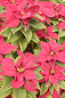 Fleurs