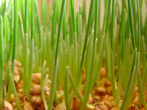 grain seed