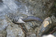wildlife