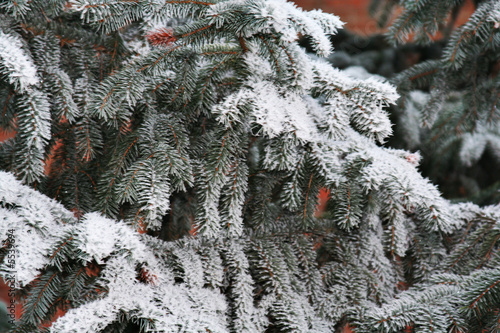 Photo: Tanne mit Frost Tanne mit Frost