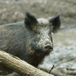 Wild Boar ( Sus scrofa ) Wild Boar ( Sus scrofa )