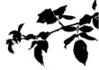 Vector of a tree branch silhouette Vector of a tree branch silhouette