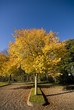 Bright colored autumn trees in bright sunny wheater Bright colored autumn trees in bright sunny wheater