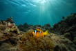 anemone fish