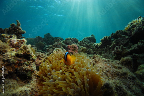 Photo: anemone fish anemone fish
