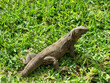 Iguane