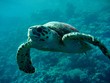 Caretta Schildkröte