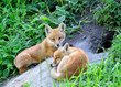 Red Fox ( Vulpes vulpes ) Red Fox ( Vulpes vulpes )
