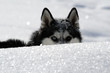 Photo: Husky Husky
