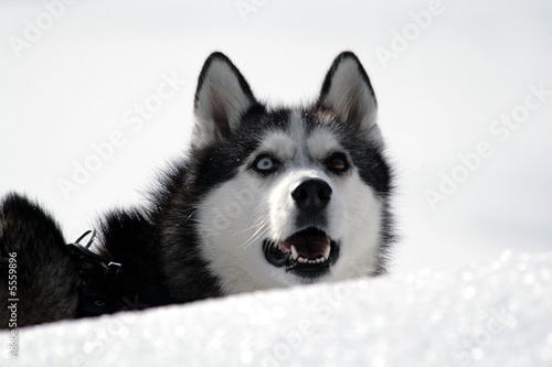 Photo: Husky Husky