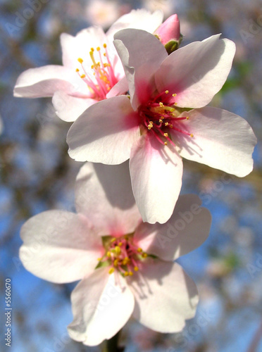 Cherry Blossoms