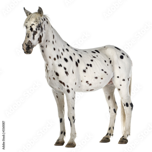 Appaloosa horse Appaloosa horse