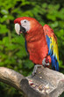 Scarlet Macaw Ara macao is found in southern Mexico, 