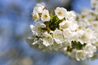 Apfelblüte mit Biene