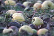 Äpfel