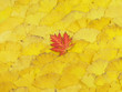 Red Leaf