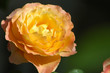 rosa amarilla
