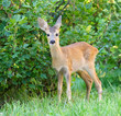 Chevrotain of Roe Deer ( Capreolus capreolus) . Chevrotain of Roe Deer ( Capreolus capreolus) .